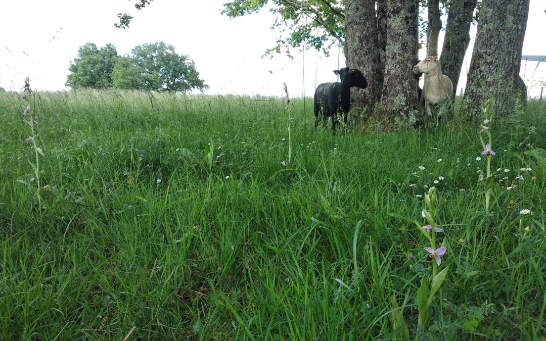 La biodiversité a-t-elle une place dans les entreprises ?